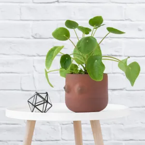 Boob Planter - Terracotta