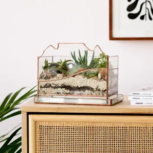 Terrarium - Table Mountain